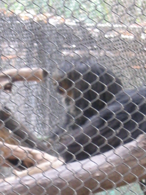 458x617 pixels (180K)